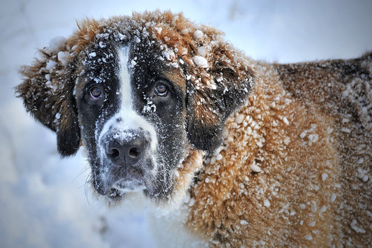 Winter Ready: A Guide to Preparing Your Pet for the Chilly Months