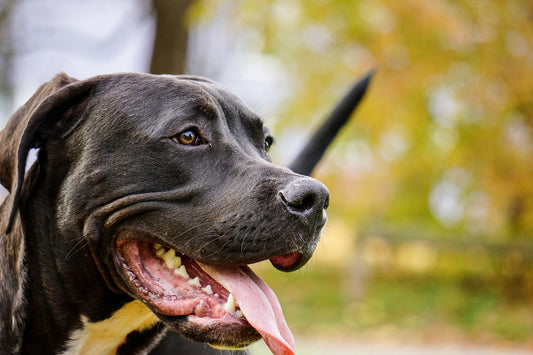 Navigating Change: Adapting to New Regulations for XL Bully Dogs