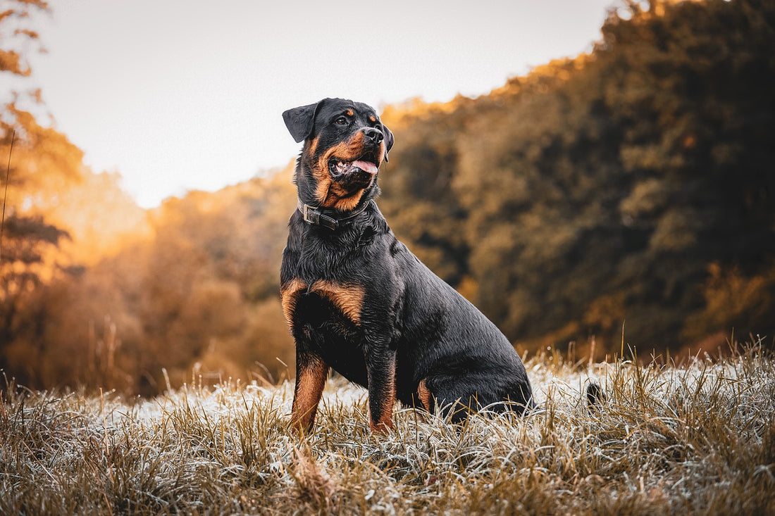 A Gentle Approach: How to Muzzle Train Your Dog