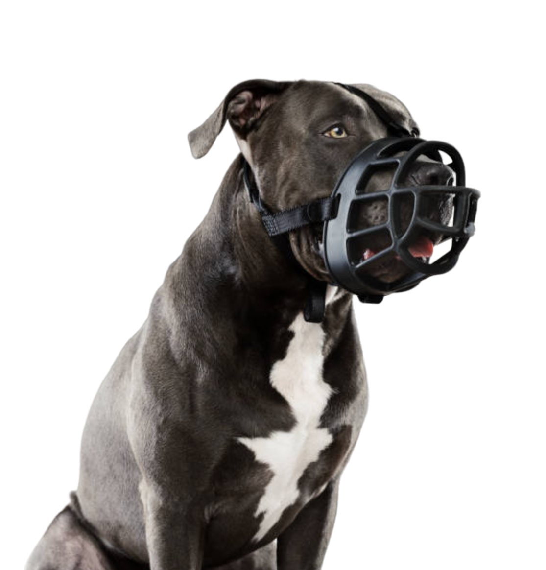 Classic Basket Dog Muzzle – Medium